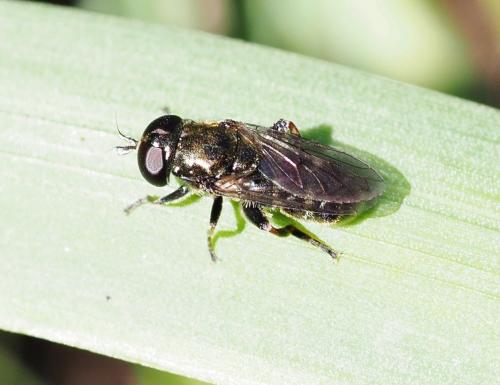 Réf. 226 455 : Eumerus sp.
